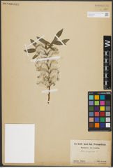 Foto von Salix purpurea L.